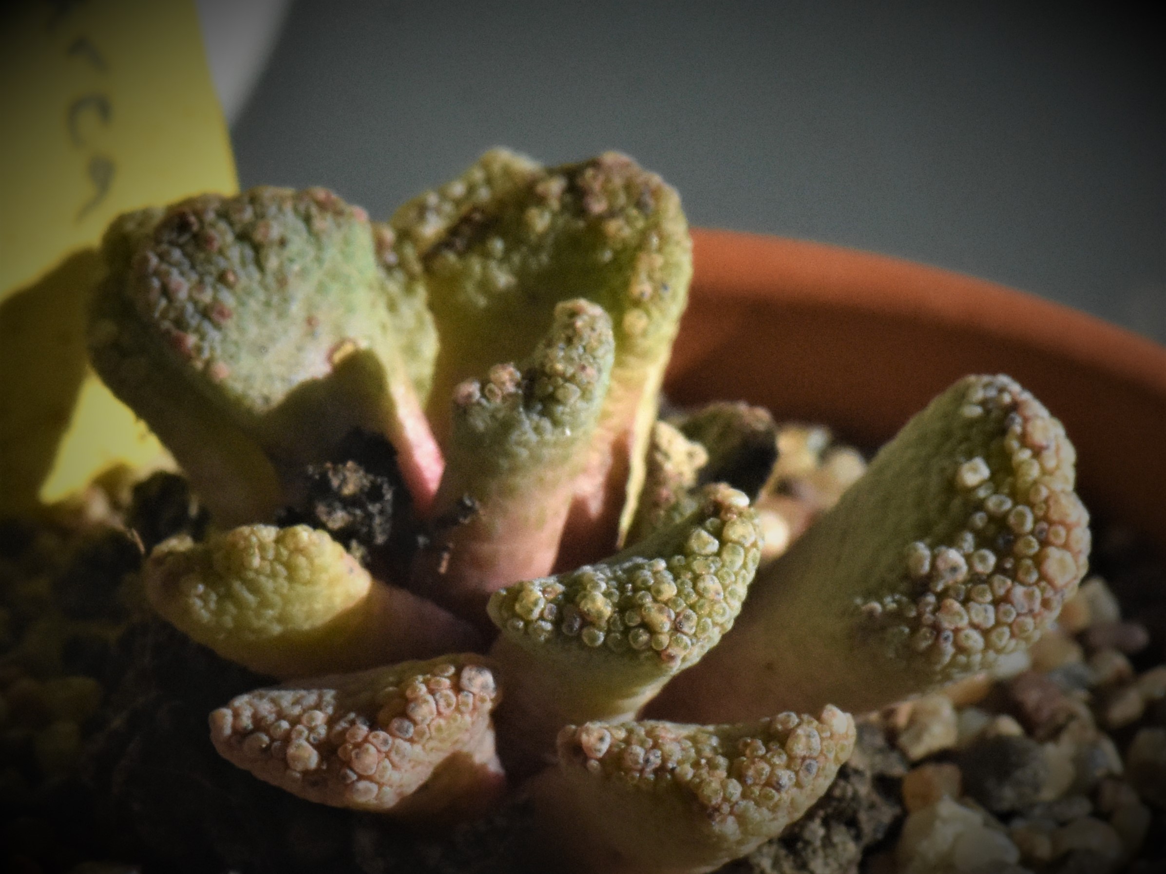 Titanopsis calcarea