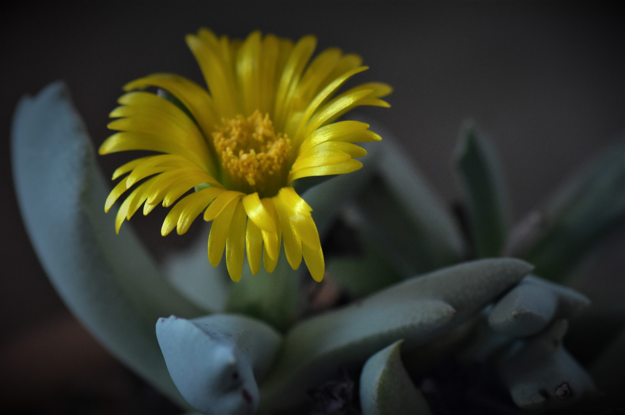 Schwantesia borcherdsii